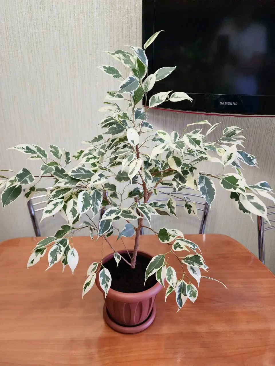 Продажа сортовых фикусов 4 сортов - Растения (Хобби и отдых) в Уфа