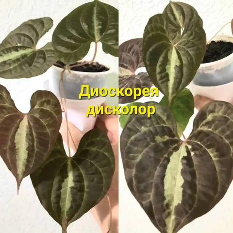 Молодое растение с фотографии - Флористика в Уфа