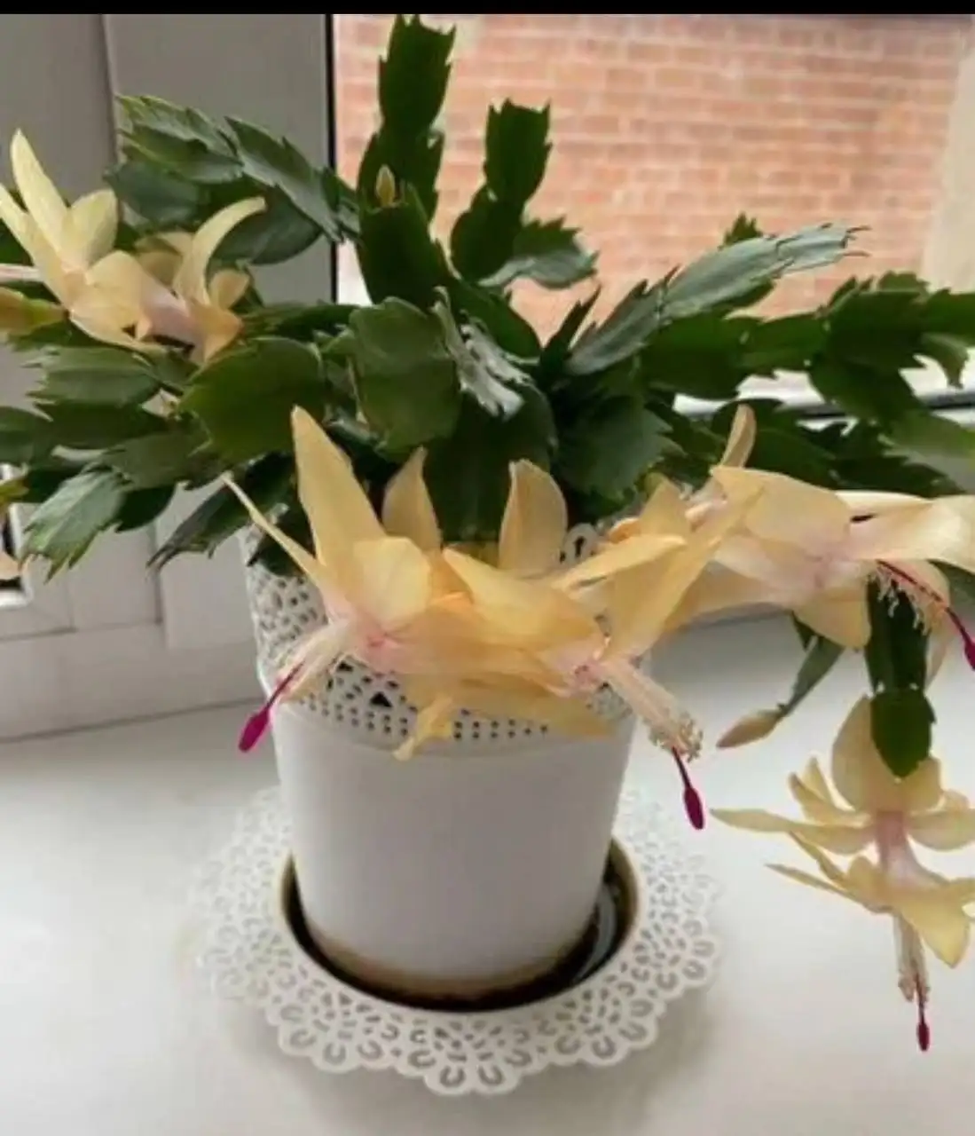 Желтые декабристы - Растения (Хобби и отдых) в Уфа