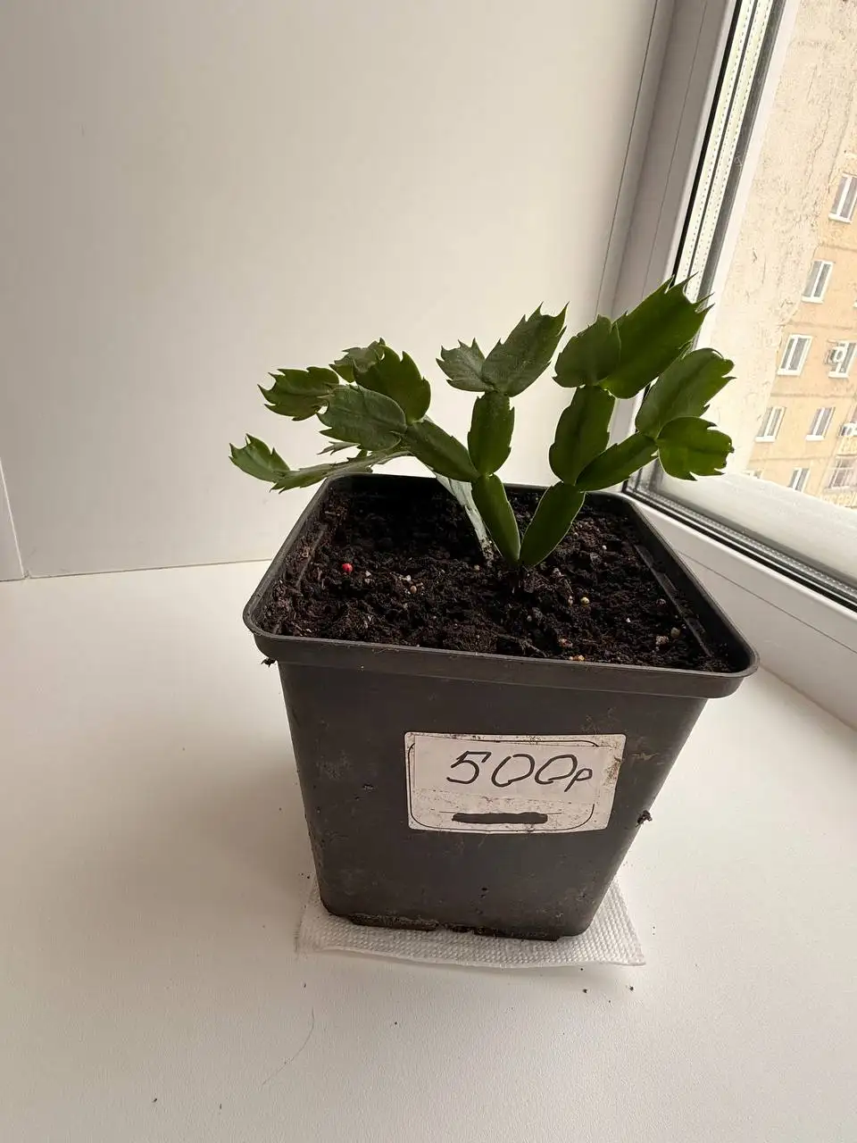 Желтые декабристы - Растения (Хобби и отдых) в Уфа