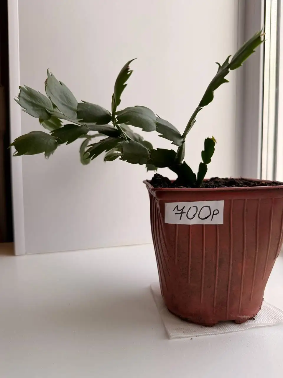 Желтые декабристы - Растения (Хобби и отдых) в Уфа