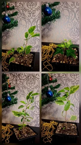 Фикусы и плющ в Ярком - Садоводство в Уфа