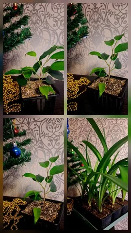 Продажа фикусов и амаралисов в Ярком - Для дома и дачи в Уфа