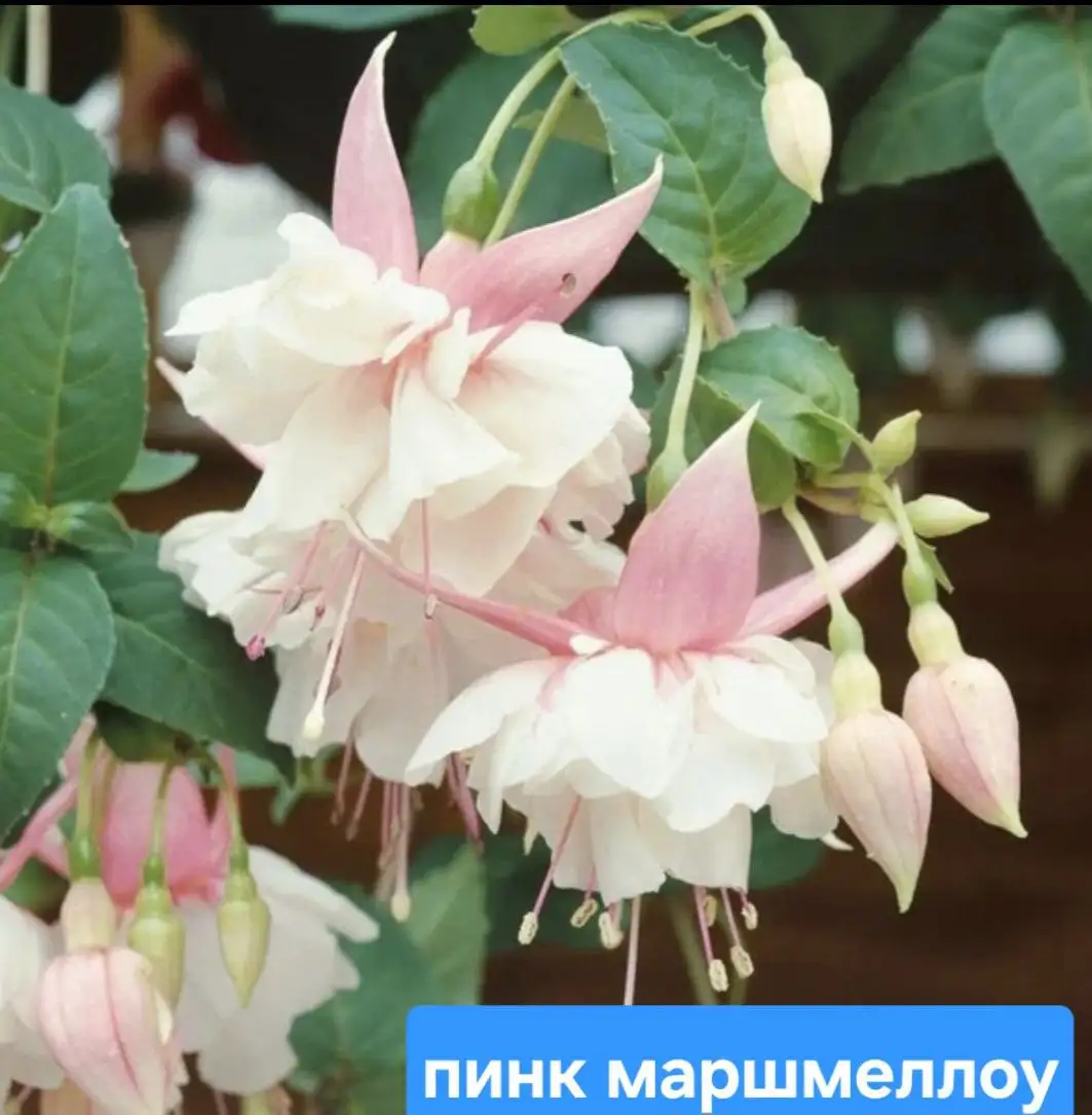 Черенки фуксии и колеусы 5 сортов - Растения (Хобби и отдых) в Уфа