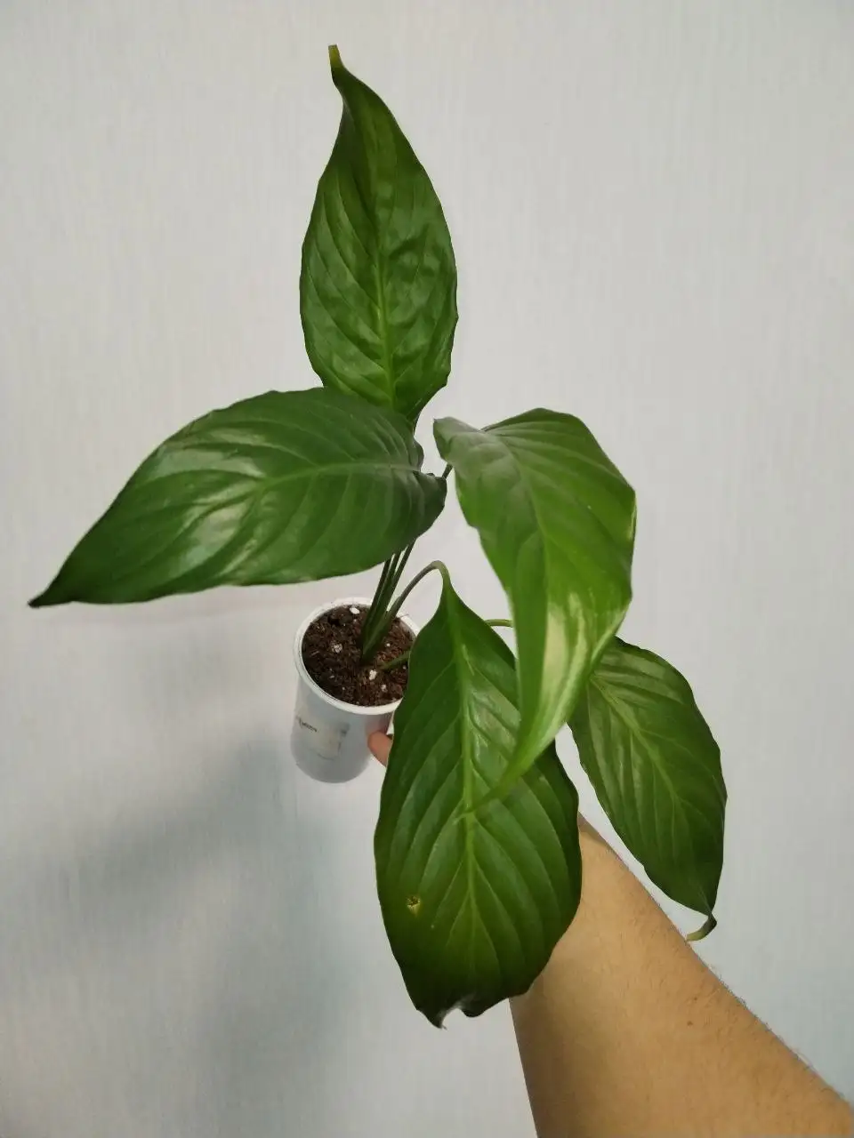 Спатифиллум Свит Лауретта - Растения (Хобби и отдых) в Уфа