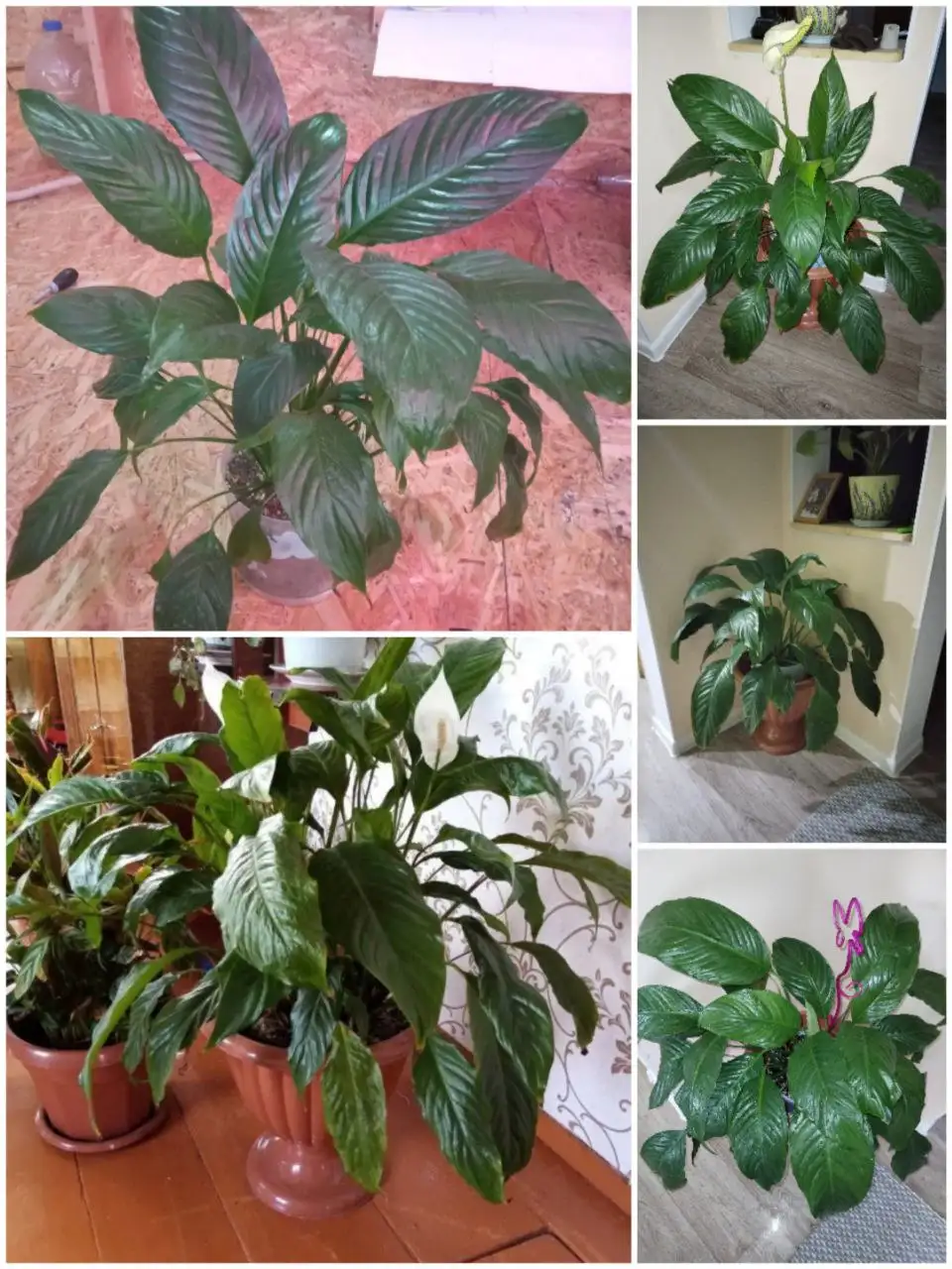 Спатифиллум Свит Лауретта - Растения (Хобби и отдых) в Уфа