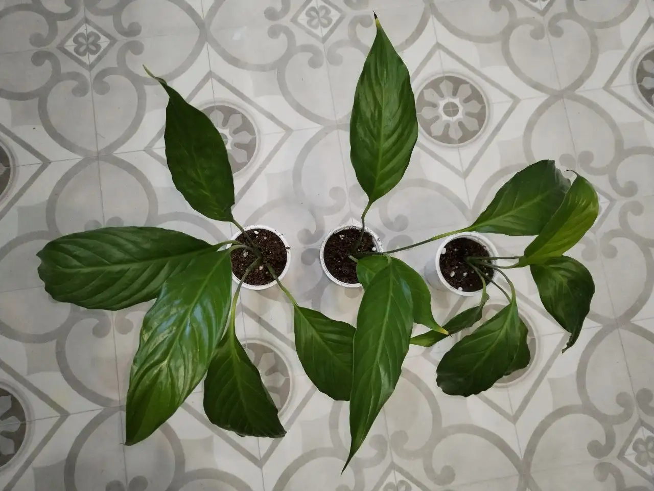 Спатифиллум Свит Лауретта - Растения (Хобби и отдых) в Уфа