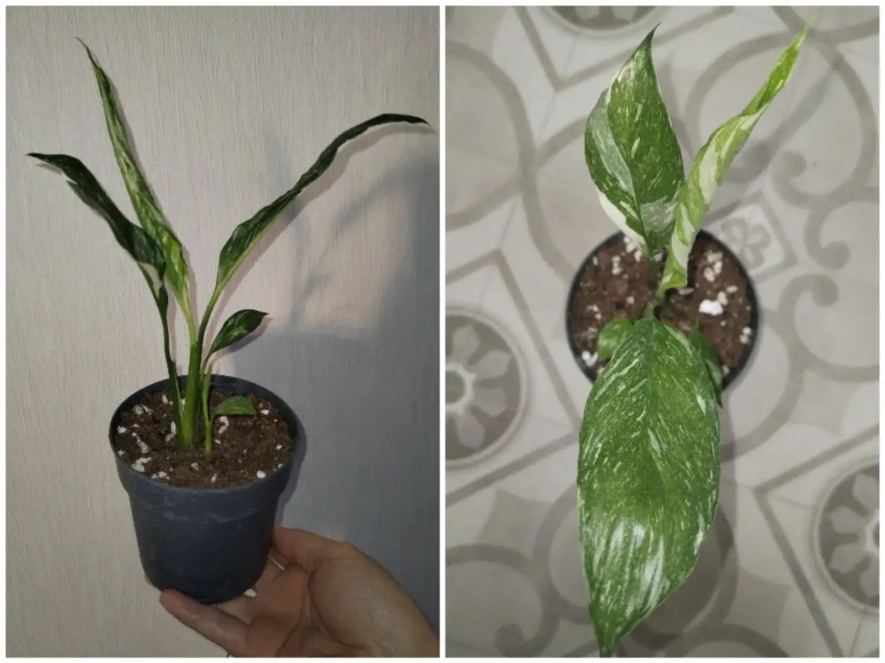 Вариегатный спатифиллум Джемини с детками - Растения (Хобби и отдых) в Уфа