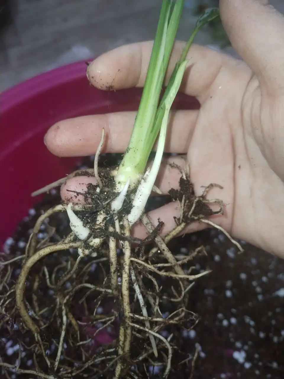 Вариегатный спатифиллум Джемини с детками - Растения (Хобби и отдых) в Уфа