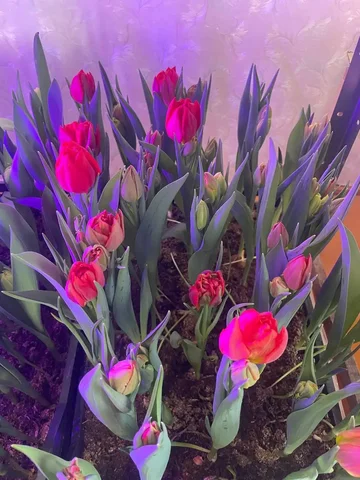 Продажа растений Яркий и Дема - Садоводство в Уфа