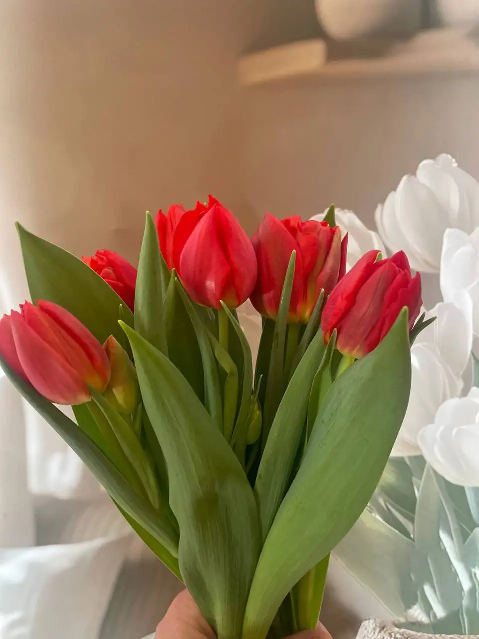 Букет из 9 растений - Растения (Хобби и отдых) в Уфа