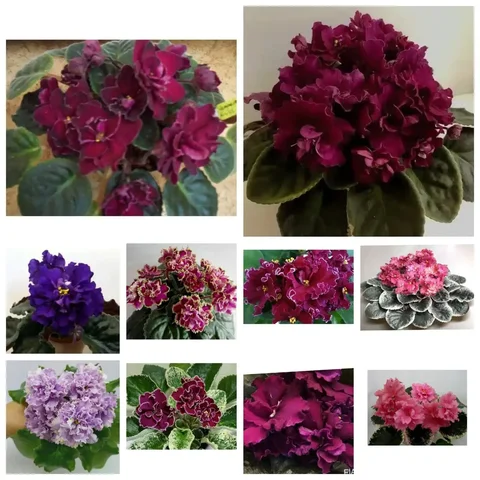 Набор деток и стартеров роз 10 сортов - Хобби и отдых в Уфа