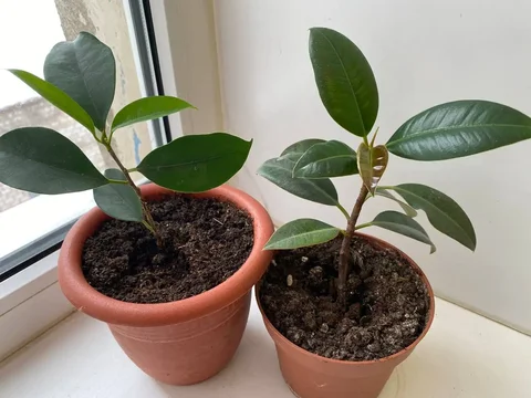 Продажа фикусов (микрокарпа и каучук мелколистные) - Садоводство в Уфа