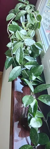 Хойя карноза с длинными плетями - Садоводство в Уфа