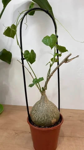 Продам Геррардантус - Садоводство в Уфа