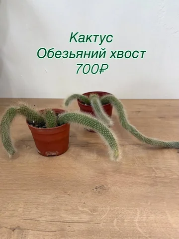 Растения для дачи в Уфе - Садоводство в Уфа