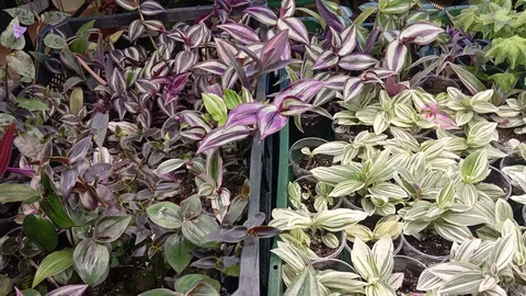 Коллекция традесканции - Садоводство в Уфа