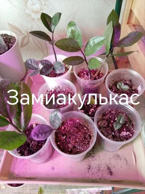 Продажа фотографий в Деме, Уфа - Садоводство в Уфа