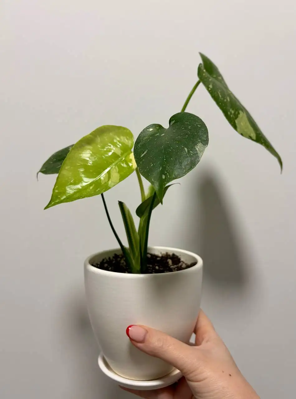 Монстера тайское созвездие в керамическом горшке - Растения (Хобби и отдых) в Уфа