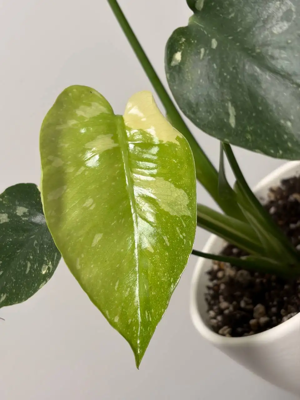 Монстера тайское созвездие в керамическом горшке - Растения (Хобби и отдых) в Уфа