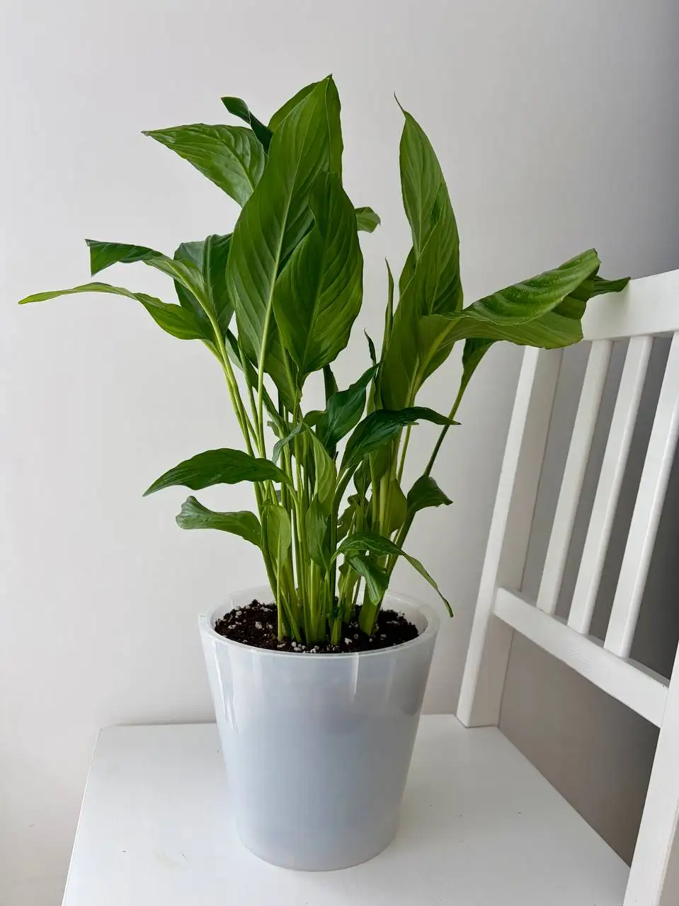 Спатифиллум (женское счастье) в горшке 3,2 л - Растения (Хобби и отдых) в Уфа