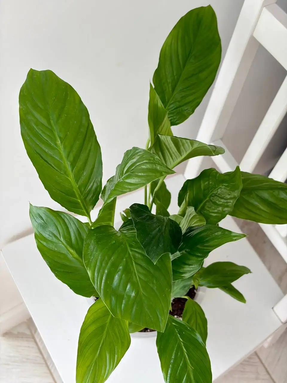 Спатифиллум (женское счастье) в горшке 3,2 л - Растения (Хобби и отдых) в Уфа