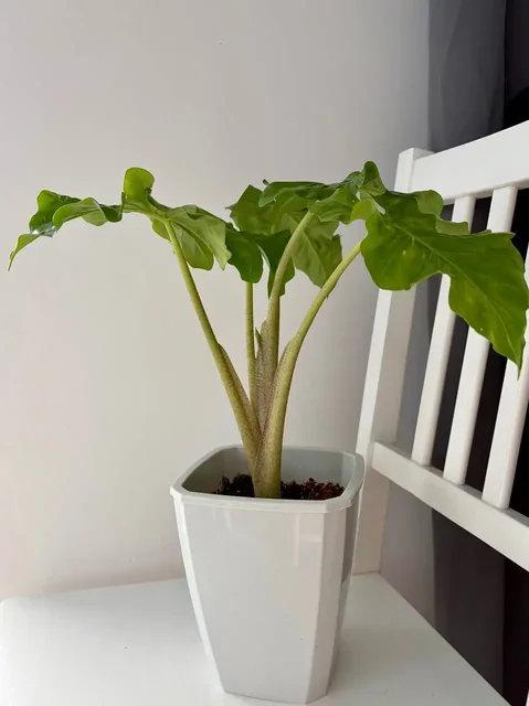 Алоказия Лоу райдер в фитильном горшке - Садоводство в Уфа