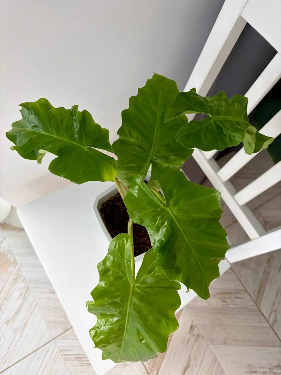 Алоказия Лоу райдер в фитильном горшке - Растения (Хобби и отдых) в Уфа