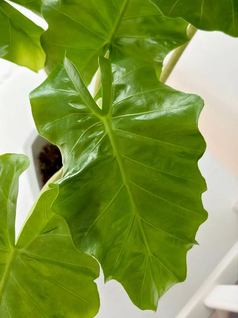 Алоказия Лоу райдер в фитильном горшке - Растения (Хобби и отдых) в Уфа