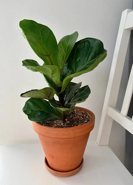 Керамический горшок Лирата Бамбино 2 л в активном росте - Садоводство в Уфа