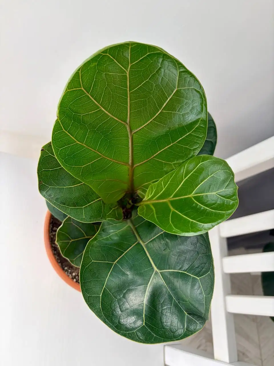 Керамический горшок Лирата Бамбино 2 л в активном росте - Растения (Хобби и отдых) в Уфа