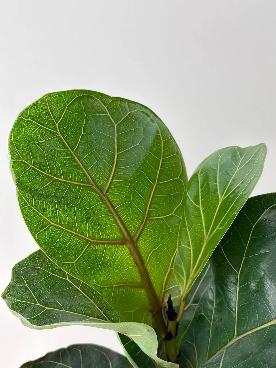 Керамический горшок Лирата Бамбино 2 л в активном росте - Растения (Хобби и отдых) в Уфа