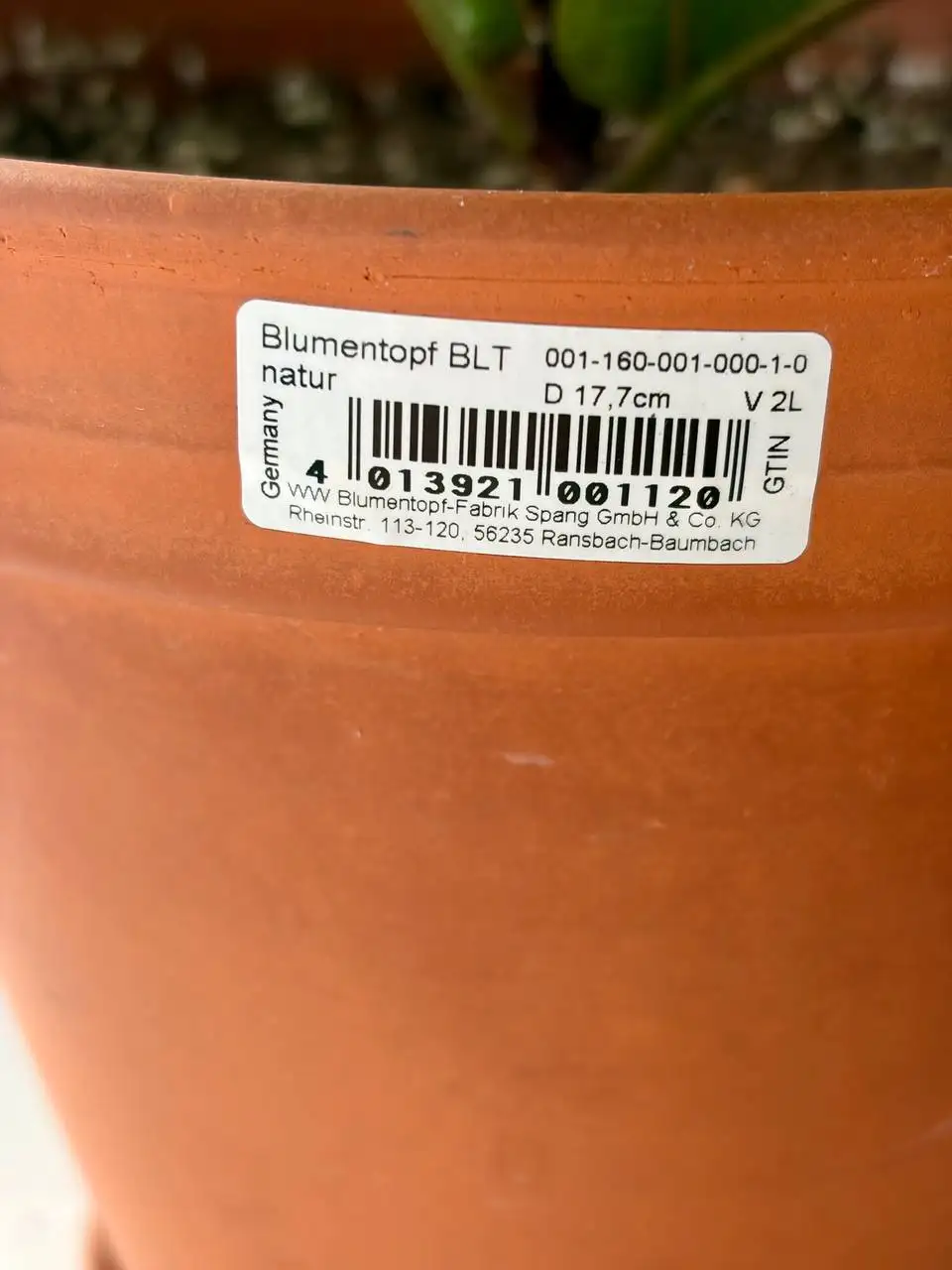 Керамический горшок Лирата Бамбино 2 л в активном росте - Растения (Хобби и отдых) в Уфа