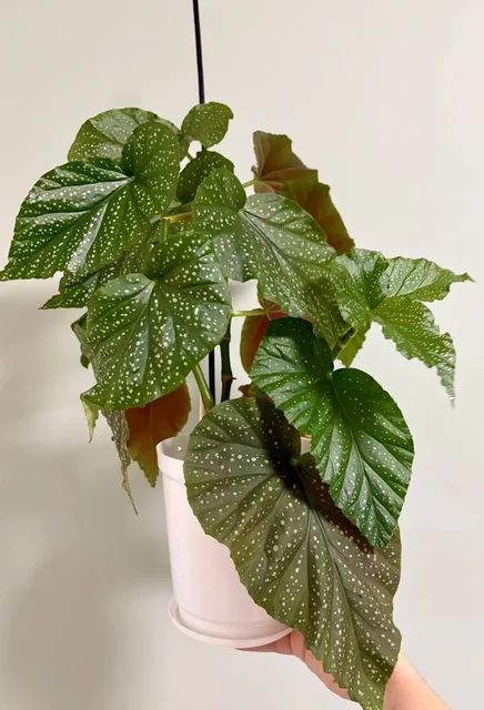 Бегония коралловая 3 растения в горшке 1,5 л - Садоводство в Уфа