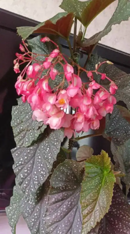 Бегония коралловая 3 растения в горшке 1,5 л - Растения (Хобби и отдых) в Уфа