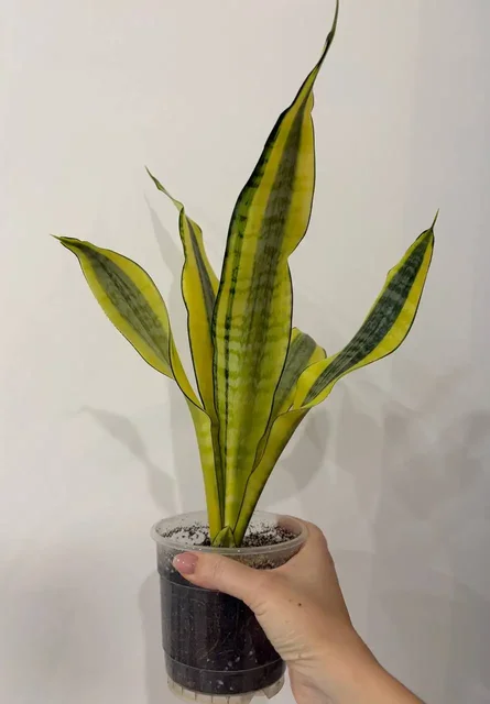 Сансевиерия Асахи с деткой в техническом горшке - Садоводство в Уфа