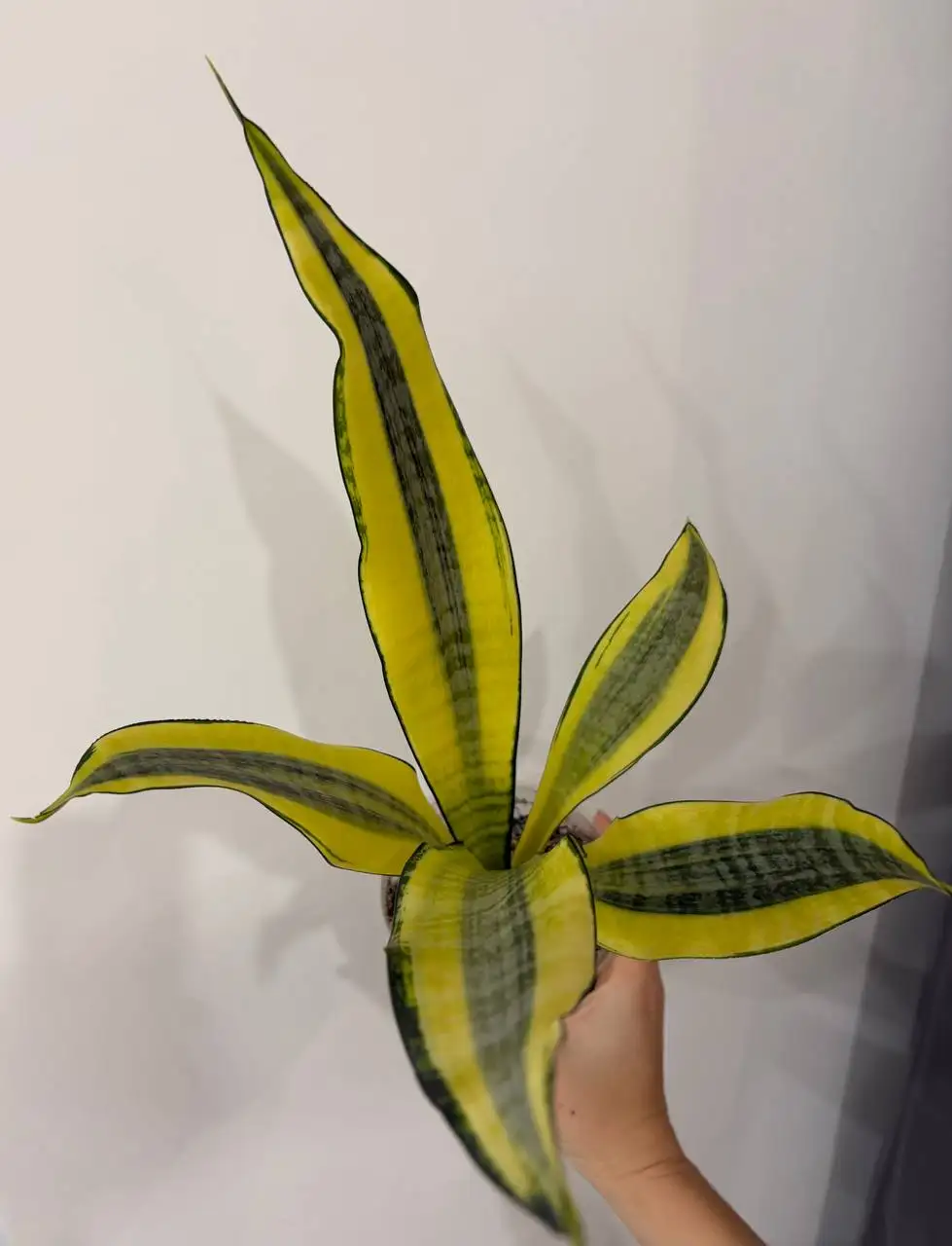 Сансевиерия Асахи с деткой в техническом горшке - Растения (Хобби и отдых) в Уфа