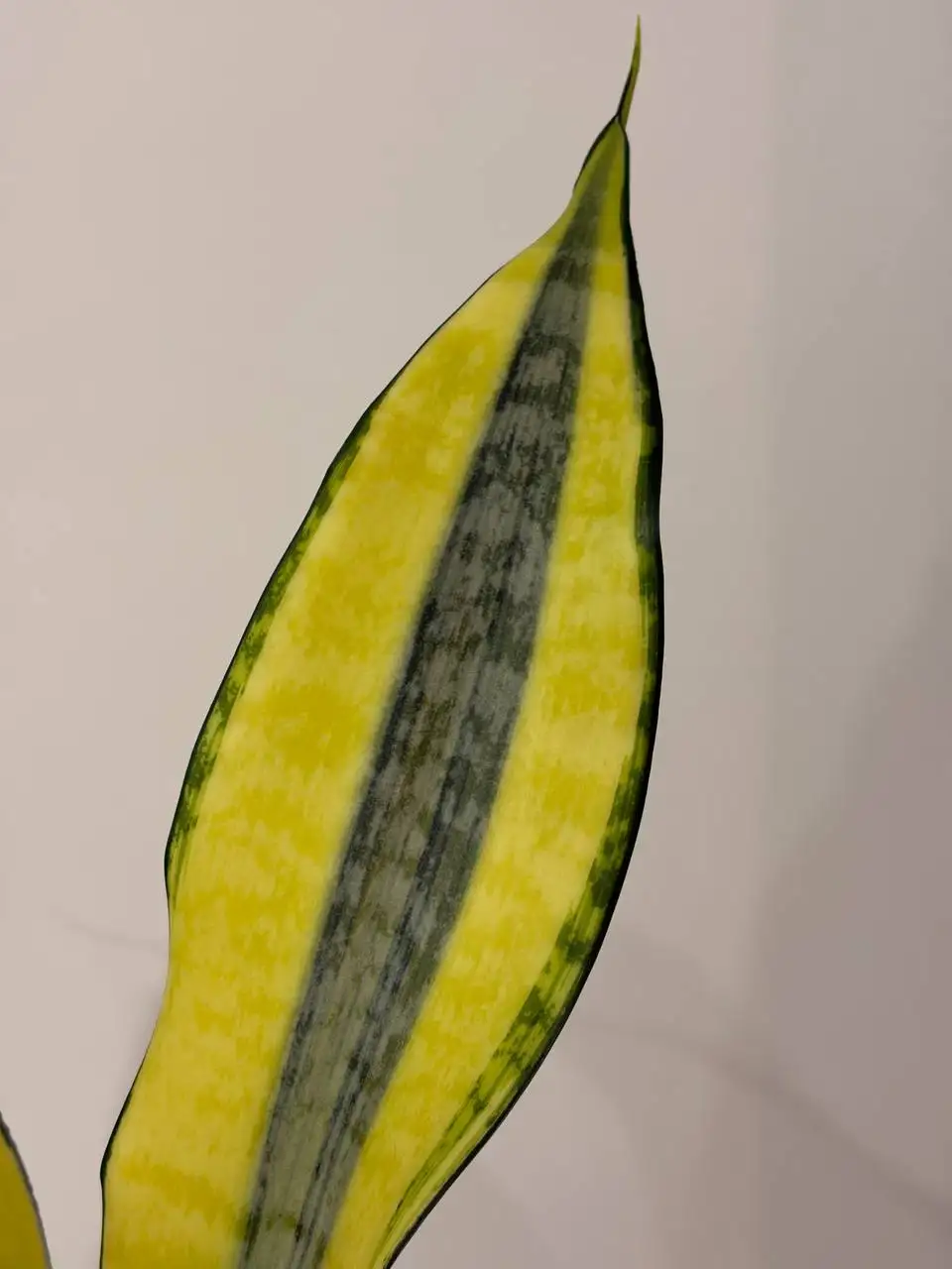 Сансевиерия Асахи с деткой в техническом горшке - Растения (Хобби и отдых) в Уфа