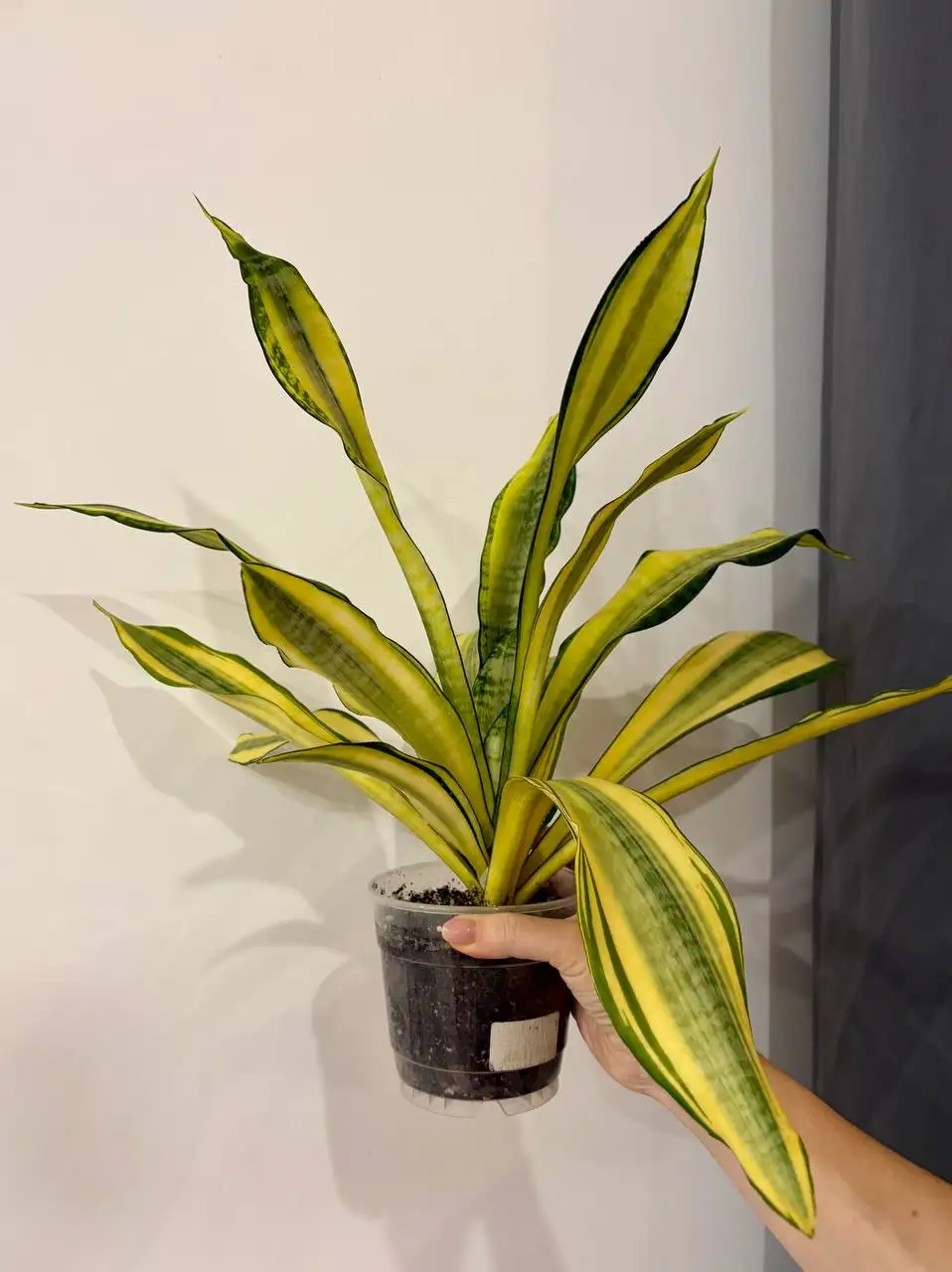 Сансевиерия Асахи в техническом горшке 0,7 л - Растения (Хобби и отдых) в Уфа