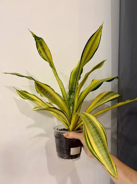 Сансевиерия Асахи в техническом горшке 0,7 л - Садоводство в Уфа