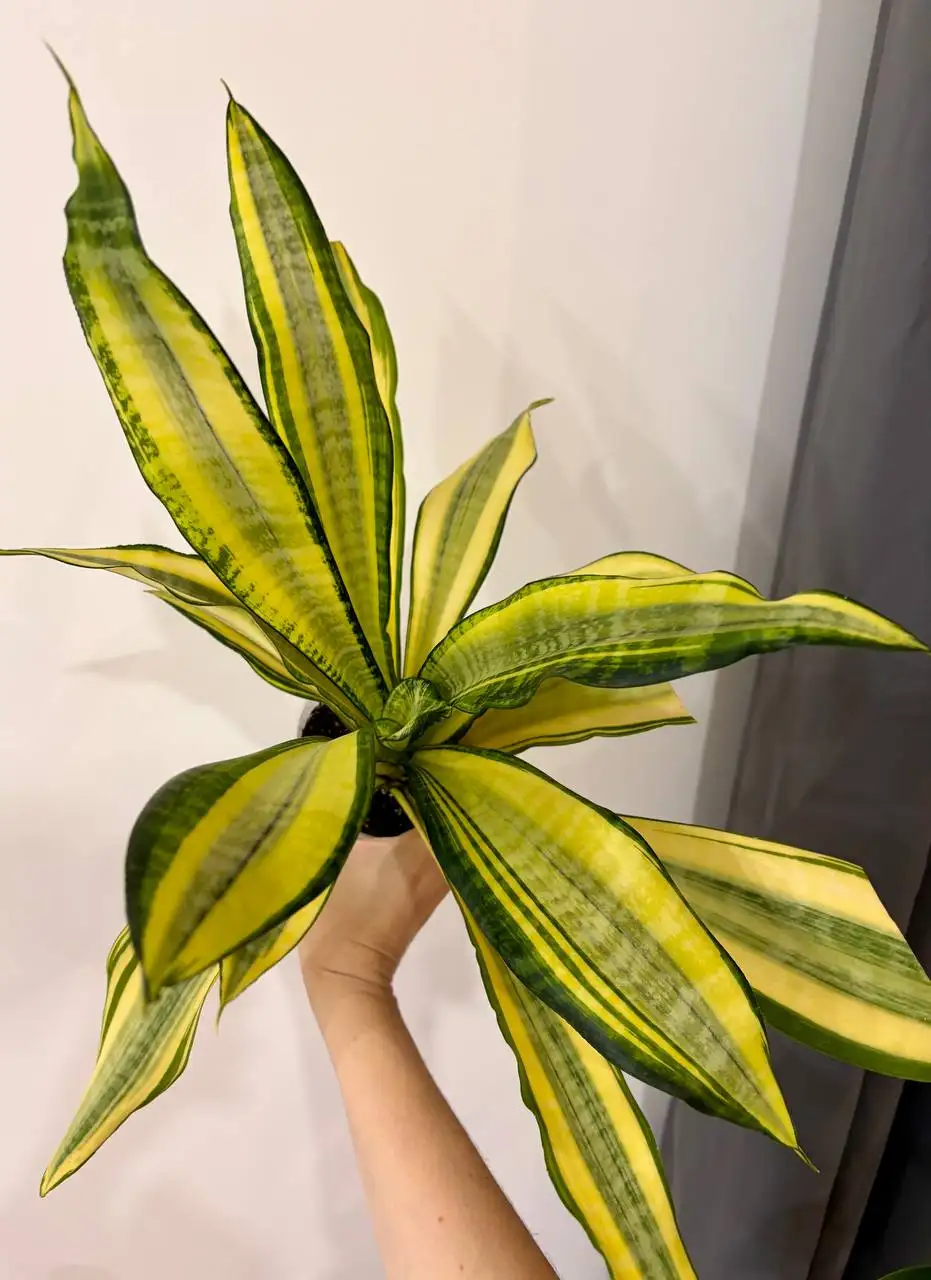 Сансевиерия Асахи в техническом горшке 0,7 л - Растения (Хобби и отдых) в Уфа