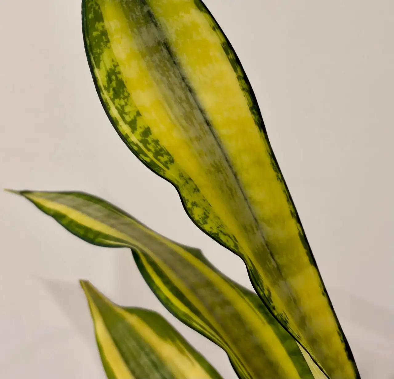 Сансевиерия Асахи в техническом горшке 0,7 л - Растения (Хобби и отдых) в Уфа