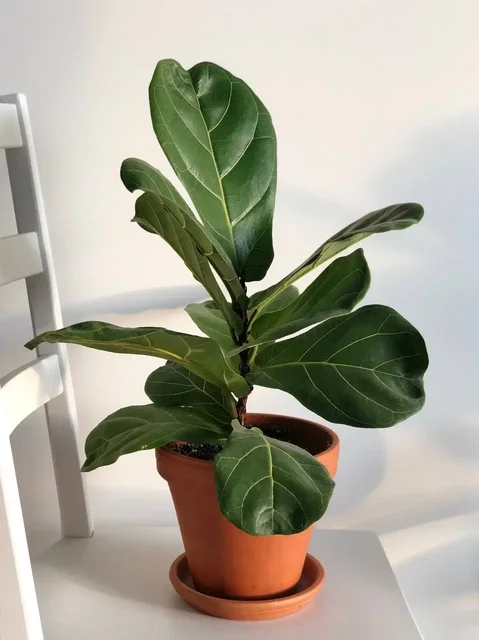 Фикус Лирата Колумнарис в горшке 2,9 л - Садоводство в Уфа