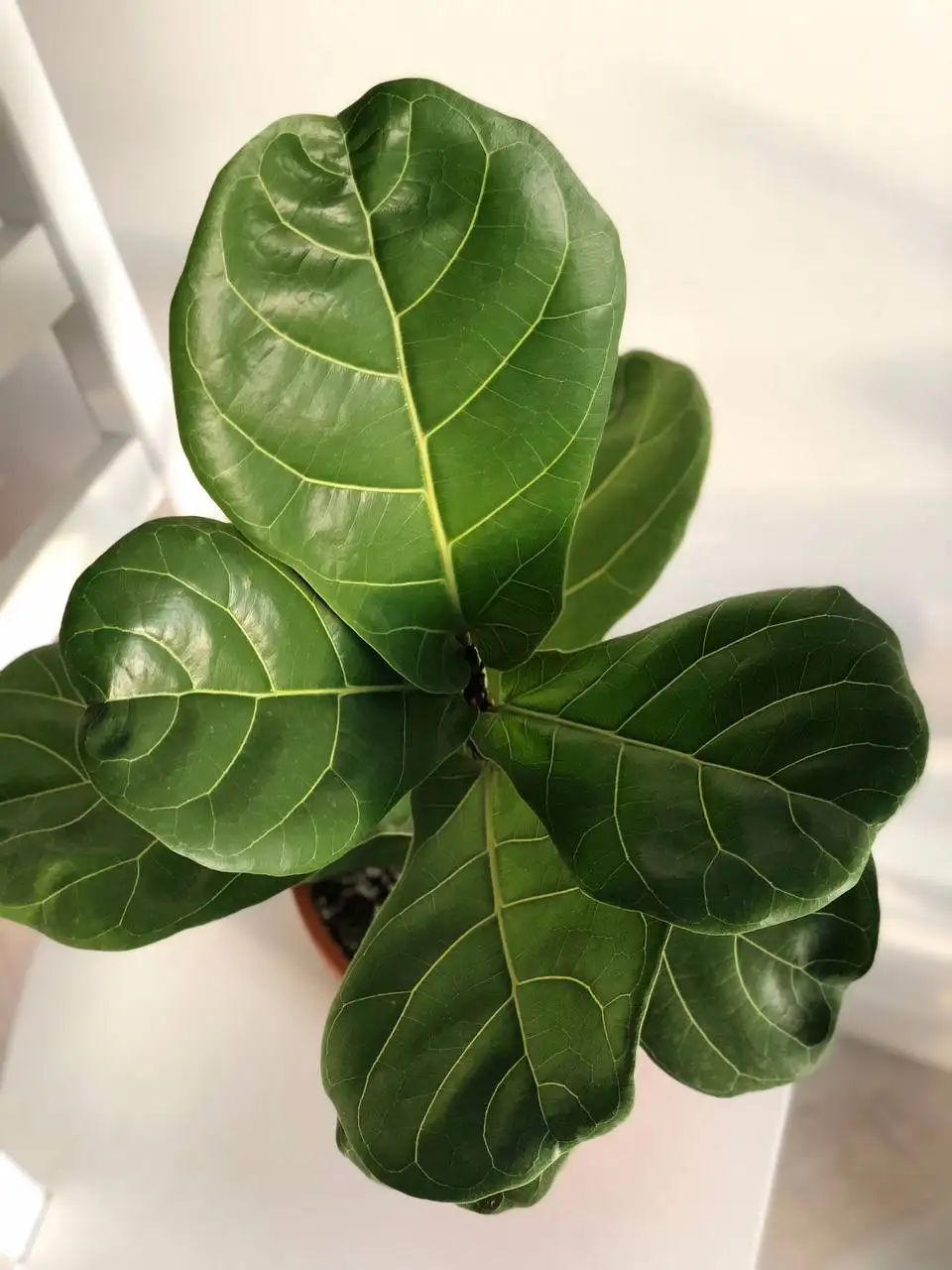 Фикус Лирата Колумнарис в горшке 2,9 л - Растения (Хобби и отдых) в Уфа