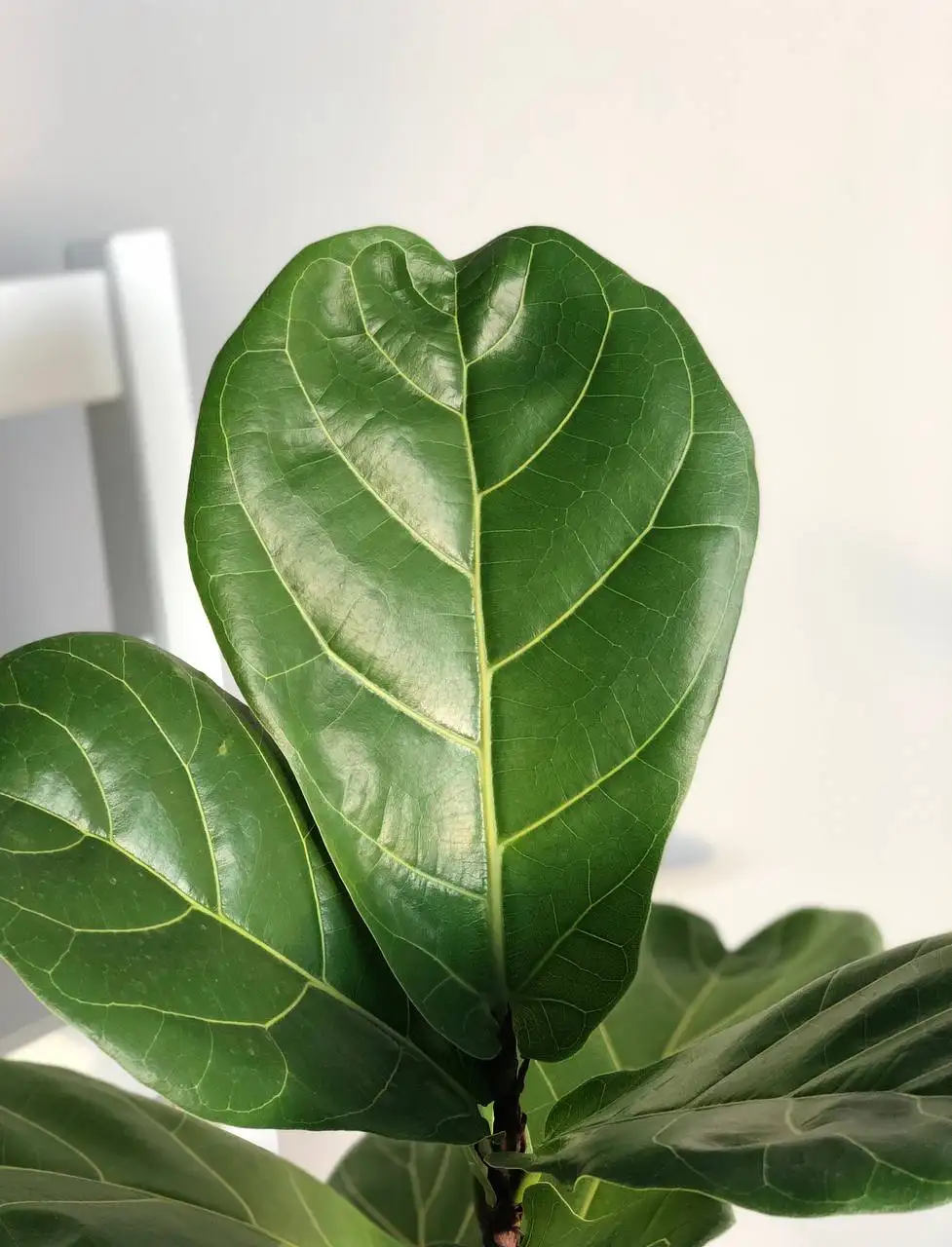 Фикус Лирата Колумнарис в горшке 2,9 л - Растения (Хобби и отдых) в Уфа