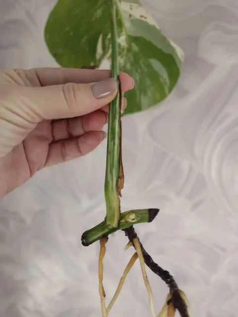 Монстера Альба с корнями и почкой - Садоводство в Уфа