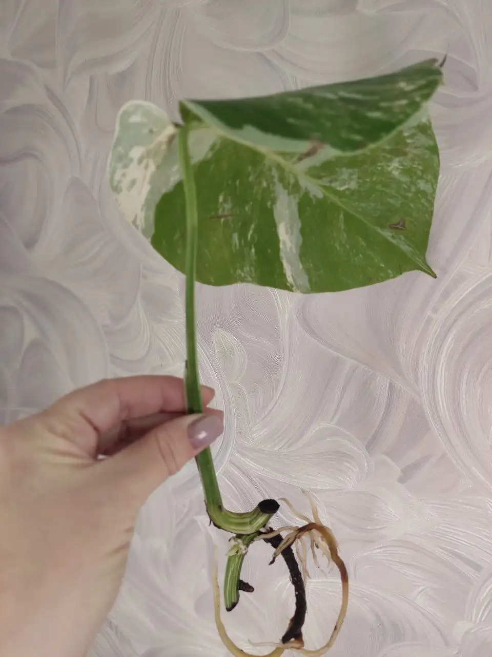 Монстера Альба с корнями и почкой - Растения (Хобби и отдых) в Уфа