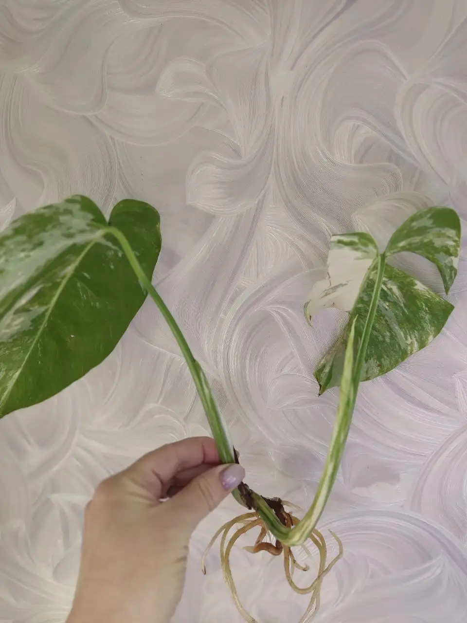 Монстера Альба с корнями и почкой - Растения (Хобби и отдых) в Уфа