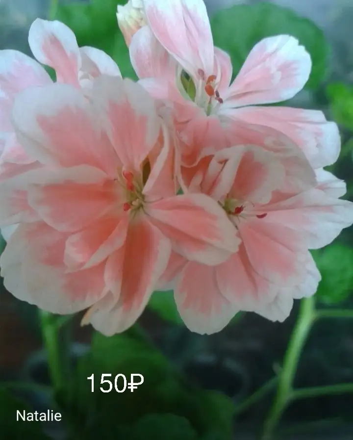 Продажа растений в Нагаево - Растения (Хобби и отдых) в Нагаево