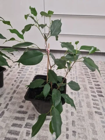 Фикус бенджамина - Садоводство в Уфа